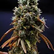 Cinderella | Fastbuds