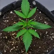 Cinderella | Fastbuds