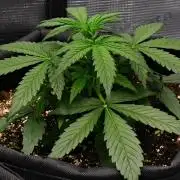 Sticky Broccoli | Eternity Grow Cup