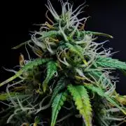 Cinderella | Fastbuds