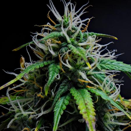 Cinderella | Fastbuds