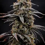 3 Bears OG | Mephisto Genetics