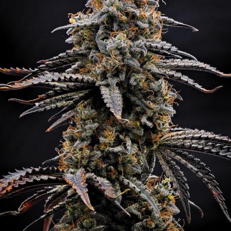 3 Bears OG | Mephisto Genetics