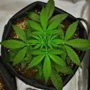 Sticky Broccoli | Eternity Grow Cup