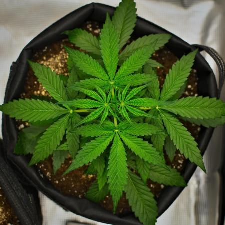 Sticky Broccoli | Eternity Grow Cup