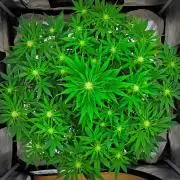Mendo Cherry Cookies Auto | Fastbuds