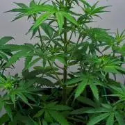 Cinderella | Fastbuds