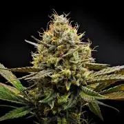 Guava Runtz Auto | Fastbuds