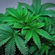 3 Bears OG | Mephisto Genetics