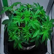 Mendo Cherry Cookies Auto | Fastbuds