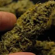 Strawberry Cake Auto | Ganja Farmer