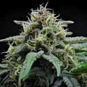 Jealousy Marker Auto | Ganja Farmer