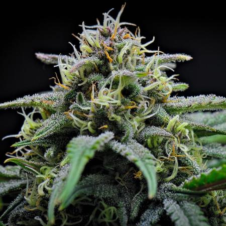 Jealousy Marker Auto | Ganja Farmer
