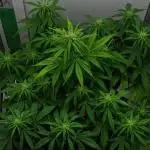 Strawberry Cake Auto | Ganja Farmer