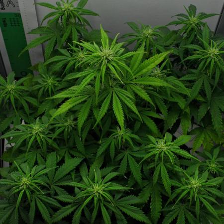 Strawberry Cake Auto | Ganja Farmer