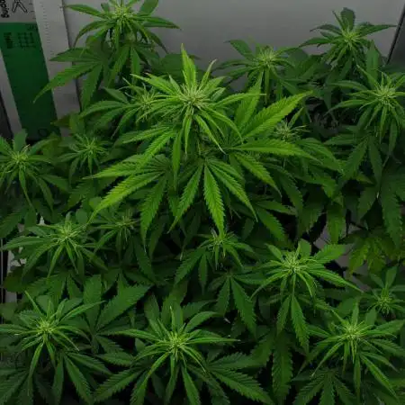 Strawberry Cake Auto | Ganja Farmer