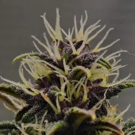 Cherry Cola & Banana Purple Punch
