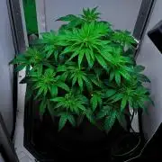 3 Bears OG | Mephisto Genetics