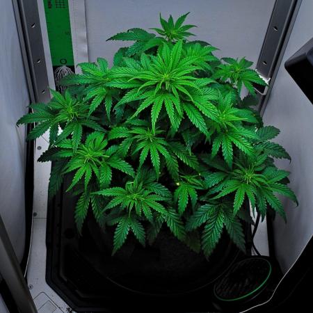 3 Bears OG | Mephisto Genetics