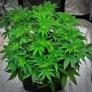 Mendo Cherry Cookies Auto | Fastbuds
