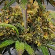 Guava Runtz Auto | Fastbuds