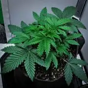 3 Bears OG | Mephisto Genetics