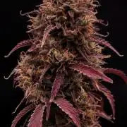 Papaya Cookies Auto | FastBuds