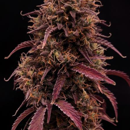 Papaya Cookies Auto | FastBuds