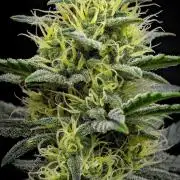Mendo Cherry Cookies Auto | Fastbuds