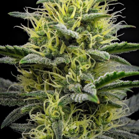 Mendo Cherry Cookies Auto | Fastbuds