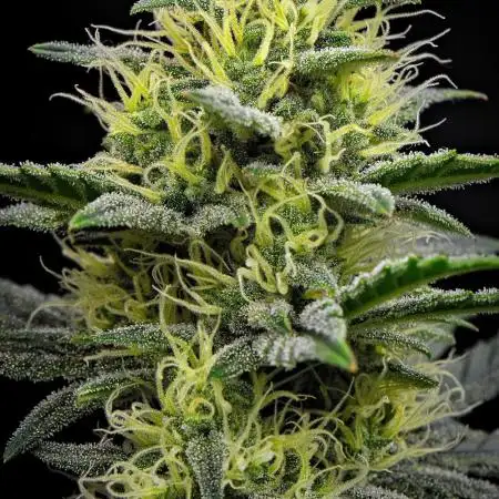 Mendo Cherry Cookies Auto | Fastbuds