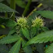 Sticky Broccoli Auto | Eternity Grow Cup