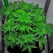 Mendo Cherry Cookies Auto | Fastbuds
