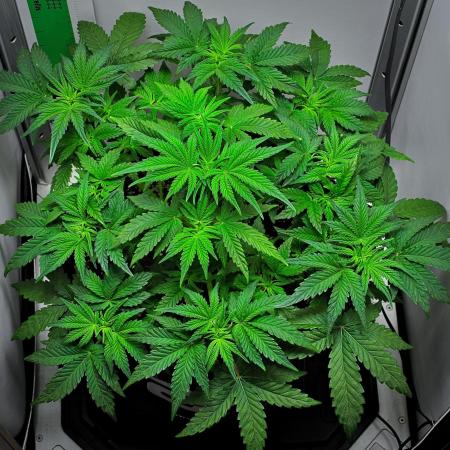 Mendo Cherry Cookies Auto | Fastbuds