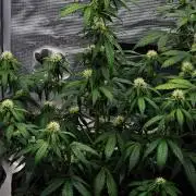 Sticky Broccoli Auto | Eternity Grow Cup