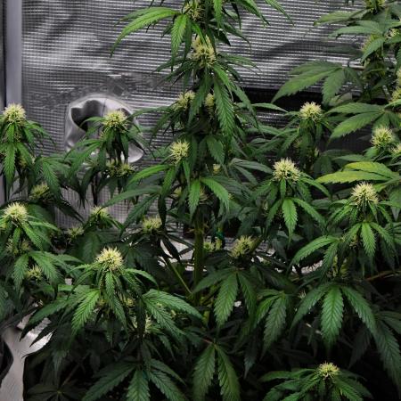 Sticky Broccoli Auto | Eternity Grow Cup