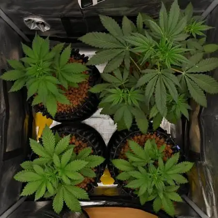 Cherry Cola & Banana Purple Punch