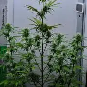 Cinderella | Fastbuds