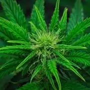 3 Bears OG | Mephisto Genetics