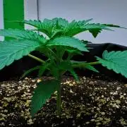 Mendo Cherry Cookies Auto | Fastbuds