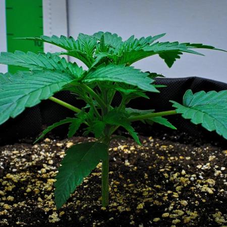 Mendo Cherry Cookies Auto | Fastbuds