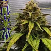 Skywalker OG Runtz/Gelato ✮✮✮