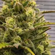 Skywalker OG Runtz/Gelato ✮✮✮