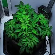 Jelly Donutz Auto