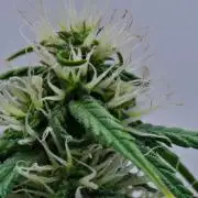 Cinderella | Fastbuds