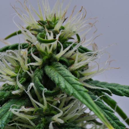 Cinderella | Fastbuds