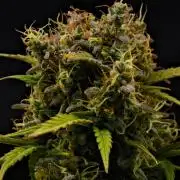 Royal AK & Lemon Cherry Cookies | RQS&Fastbuds Autos | 3 Plants