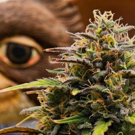 Skywalker OG Runtz/Gelato ✮✮✮