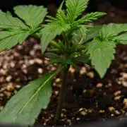 Sticky Broccoli | Eternity Grow Cup