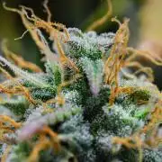 Cinderella | Fastbuds